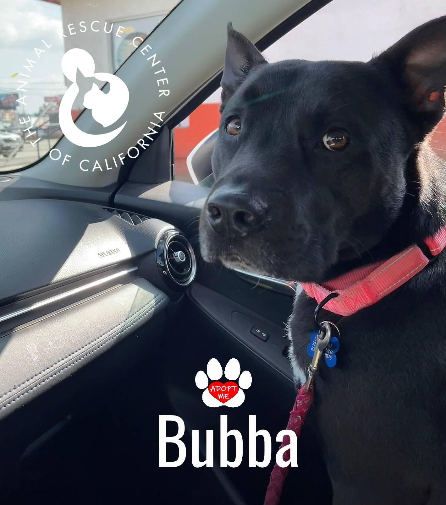 Bubba, a Adoptable mixed breed in Coachella, CA image 3/6