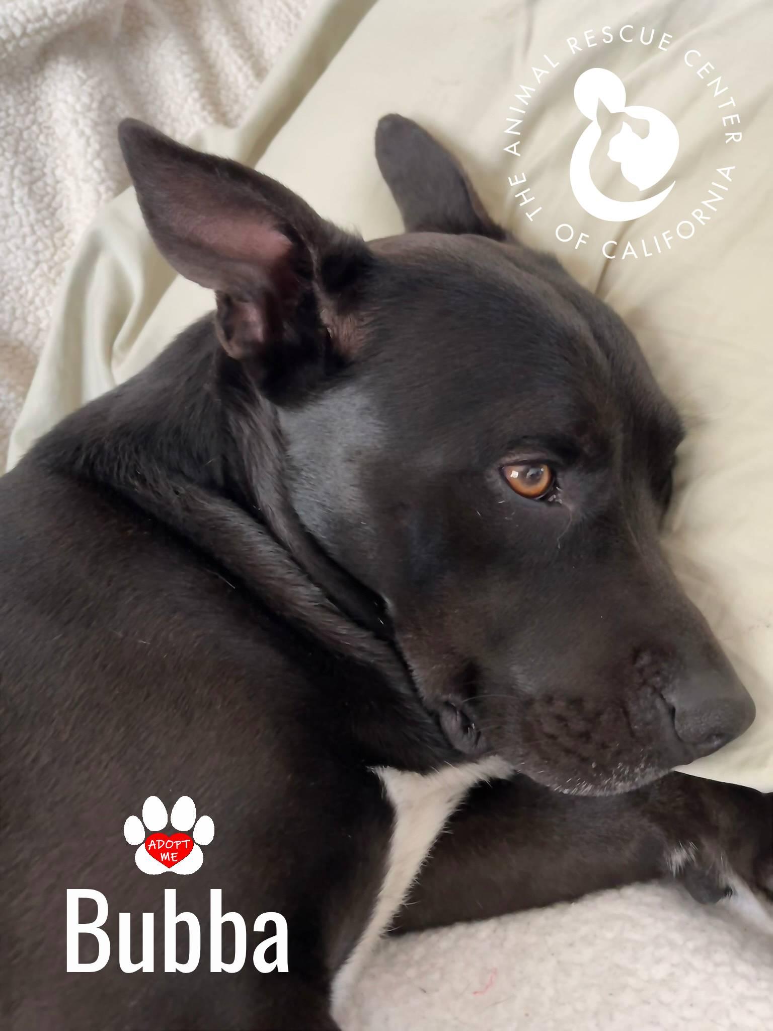 Bubba, Adoptable, Adult Male Pit Bull Terrier.