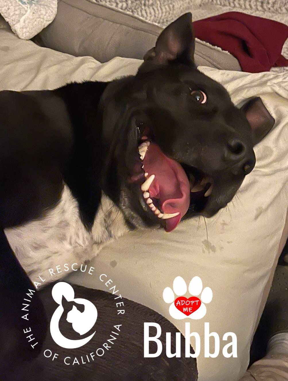 Bubba, Adoptable, Adult Male Pit Bull Terrier.