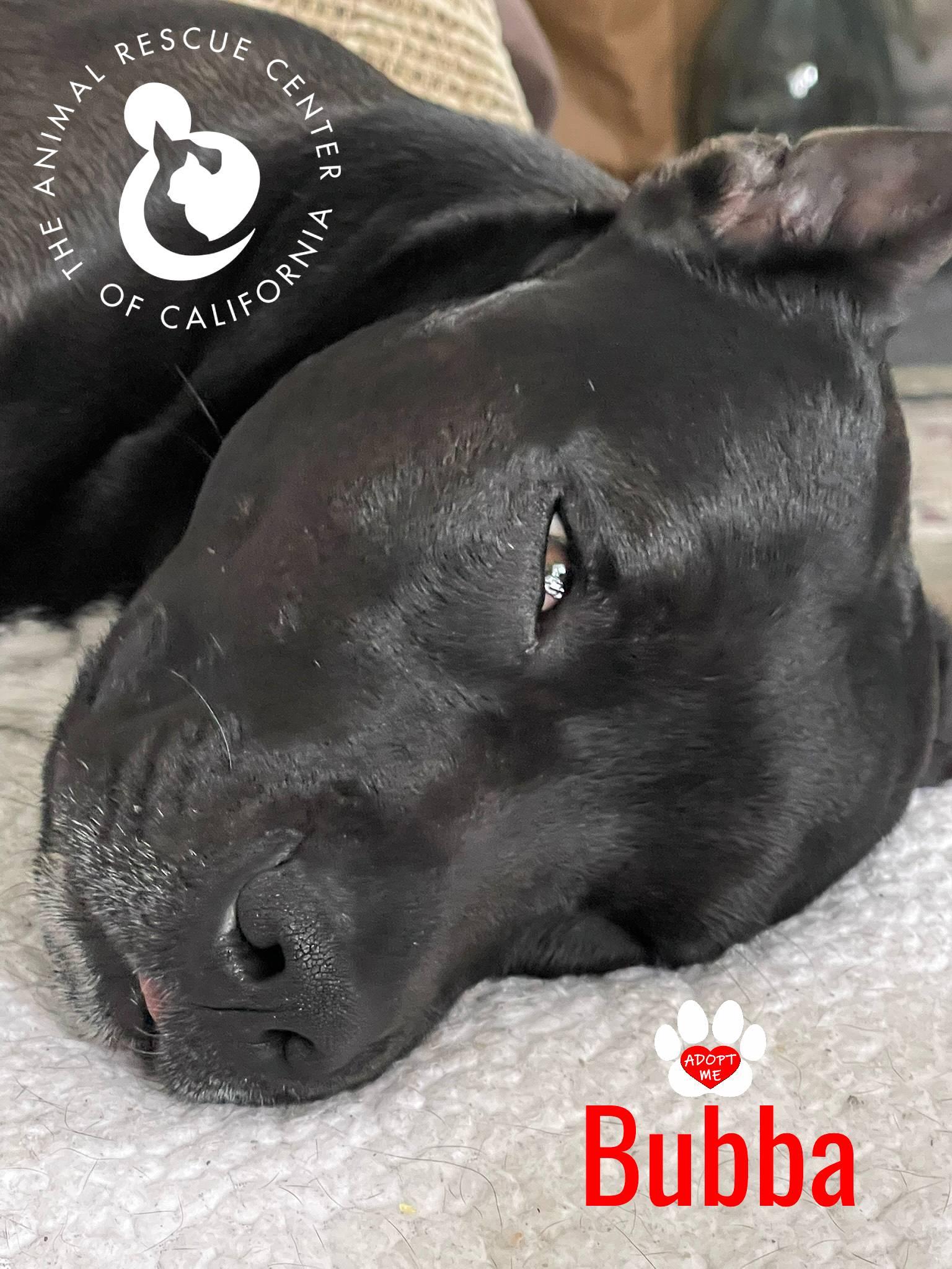 Bubba, a Adoptable mixed breed in Coachella, CA image 5/6