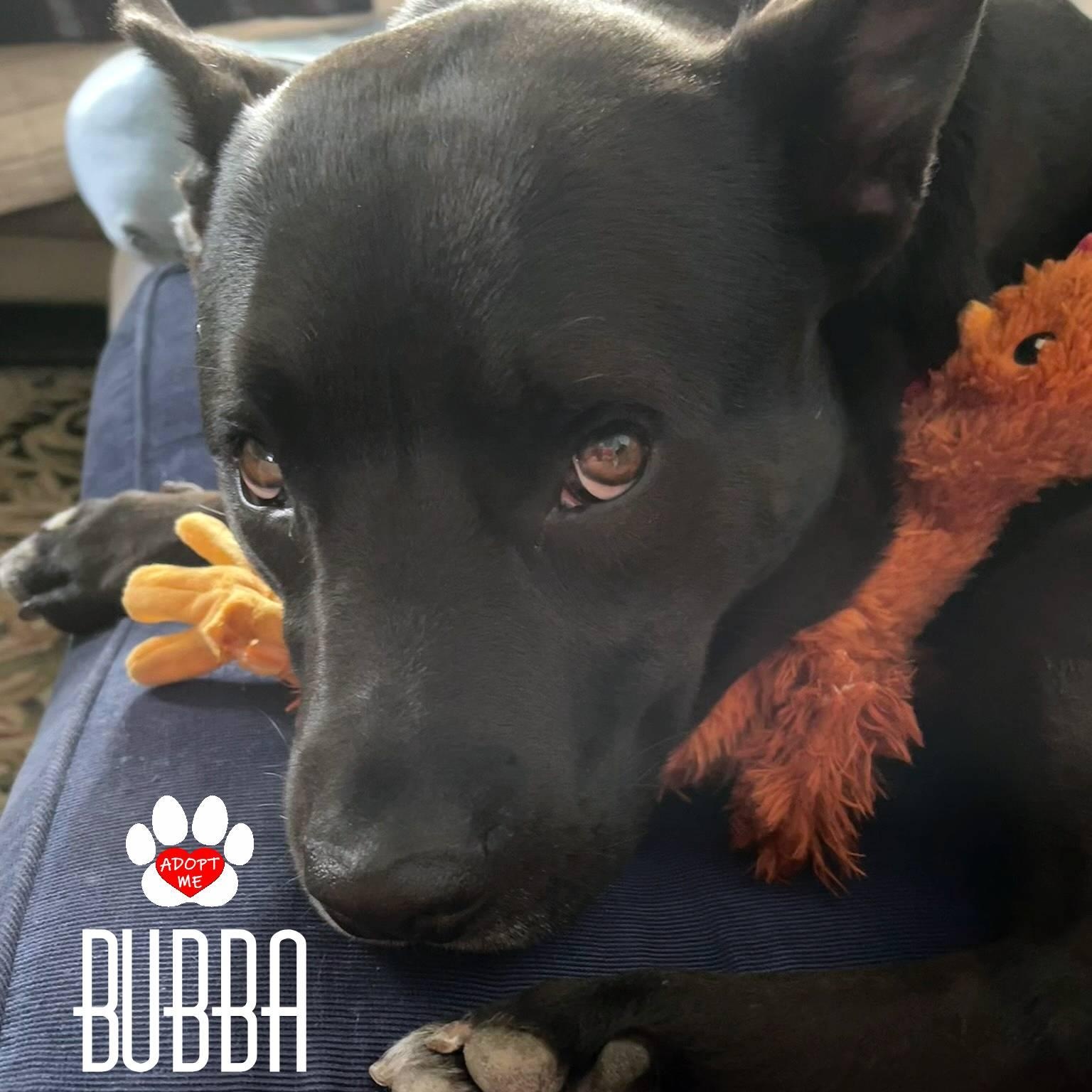 Bubba, Adoptable, Adult Male Pit Bull Terrier.