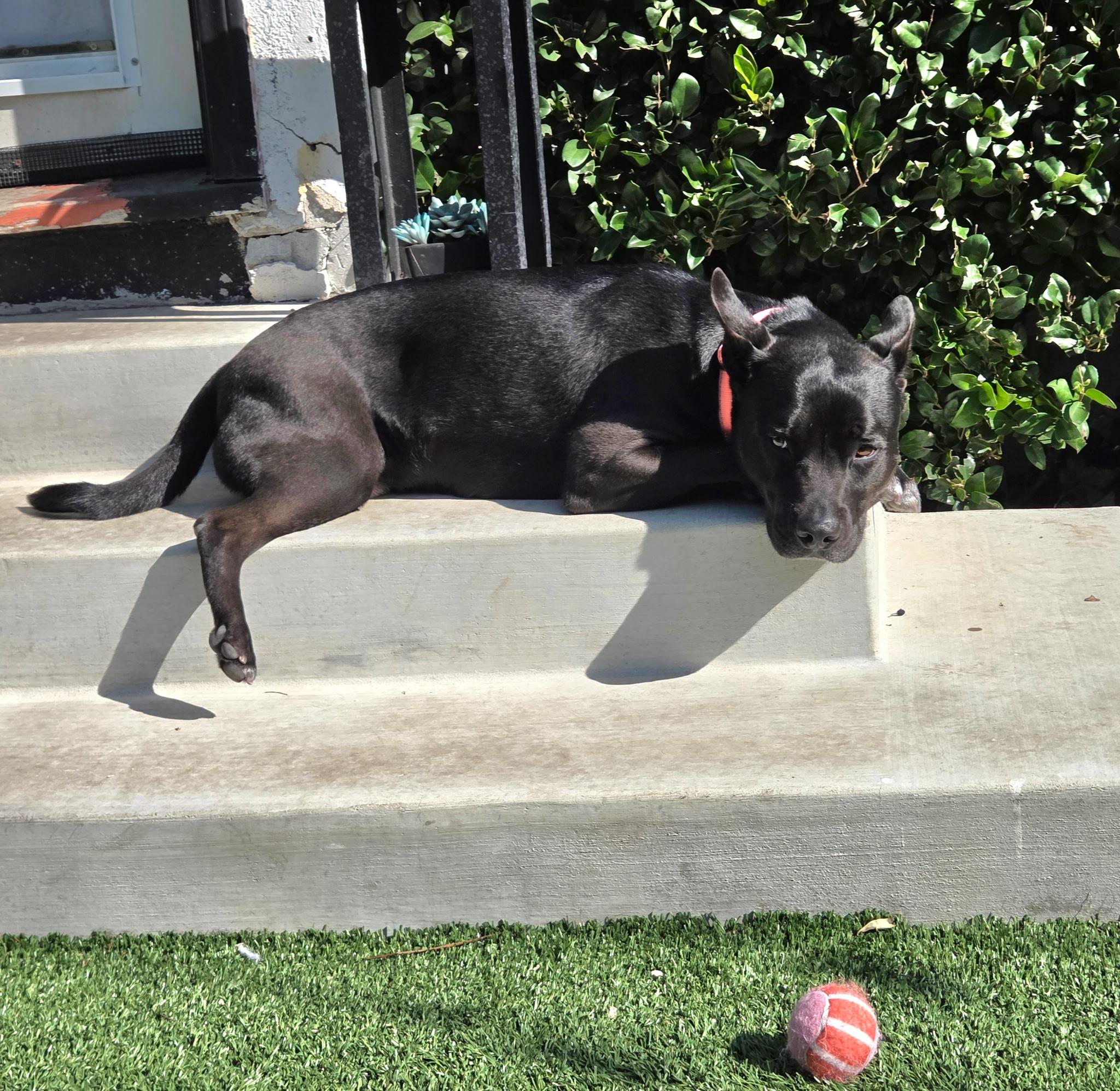 Enlarge Bubba, a Adoptable mixed breed in Coachella, CA image 6/6