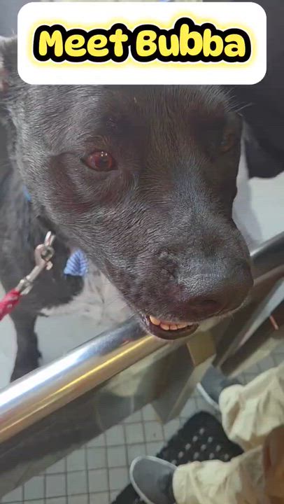 Enlarge Bubba, a Adoptable mixed breed in Coachella, CA video 5/6