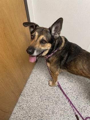 Scooby, ADOPTABLE, Adult Male Australian Shepherd.
