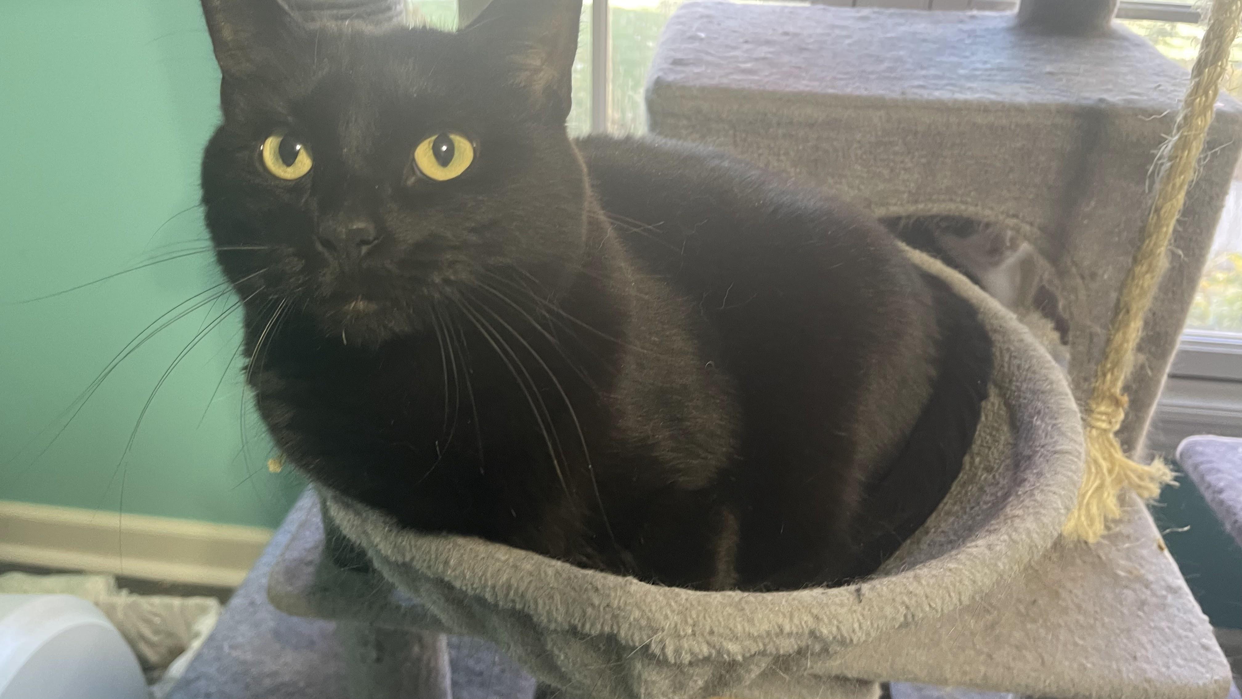 Pippa, Adoptable, Adult Female Domestic Short Hair.