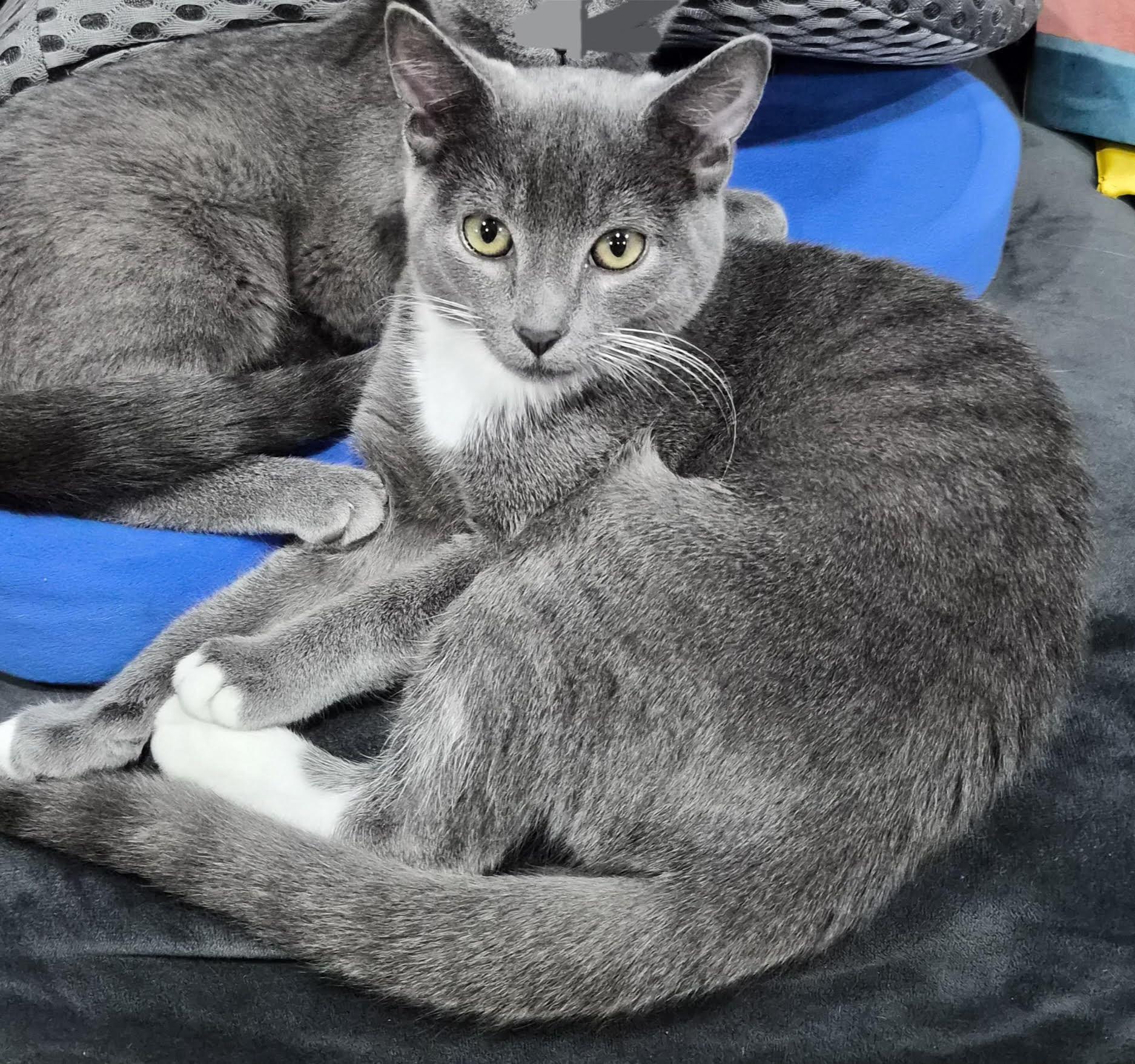 Madeline (Sweet Treats litter), Adoptable, Kitten Female Domestic Short Hair.