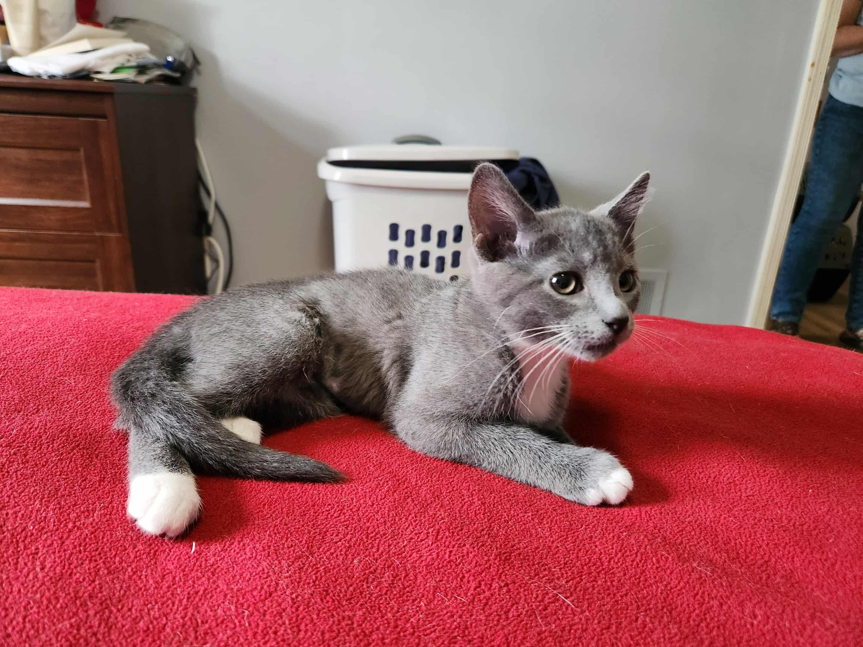 Enlarge Madeline (Sweet Treats litter), a Adoptable mixed breed in Baltimore, MD image 3/3