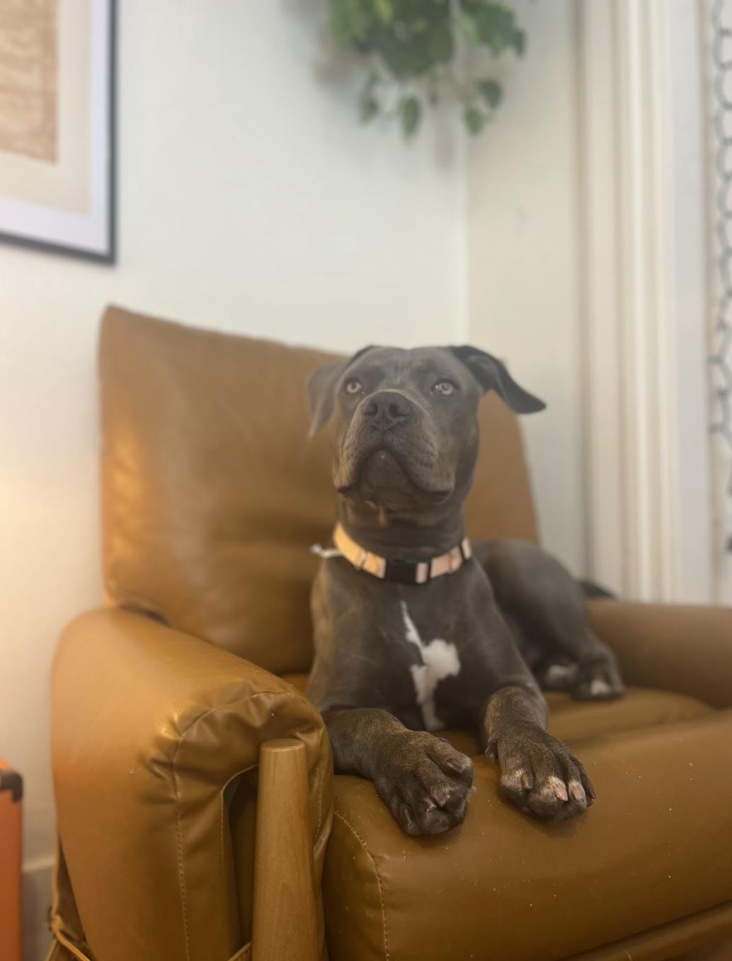 Dexter, a Adoptable Mixed Breed in Mont-Royal, QC image 3/5