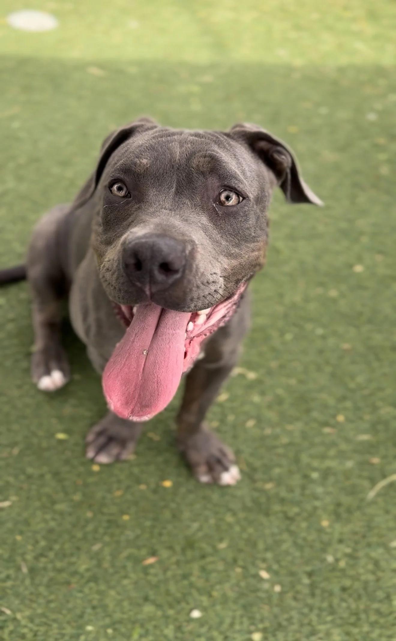 Dexter, a Adoptable Mixed Breed in Mont-Royal, QC image 2/5