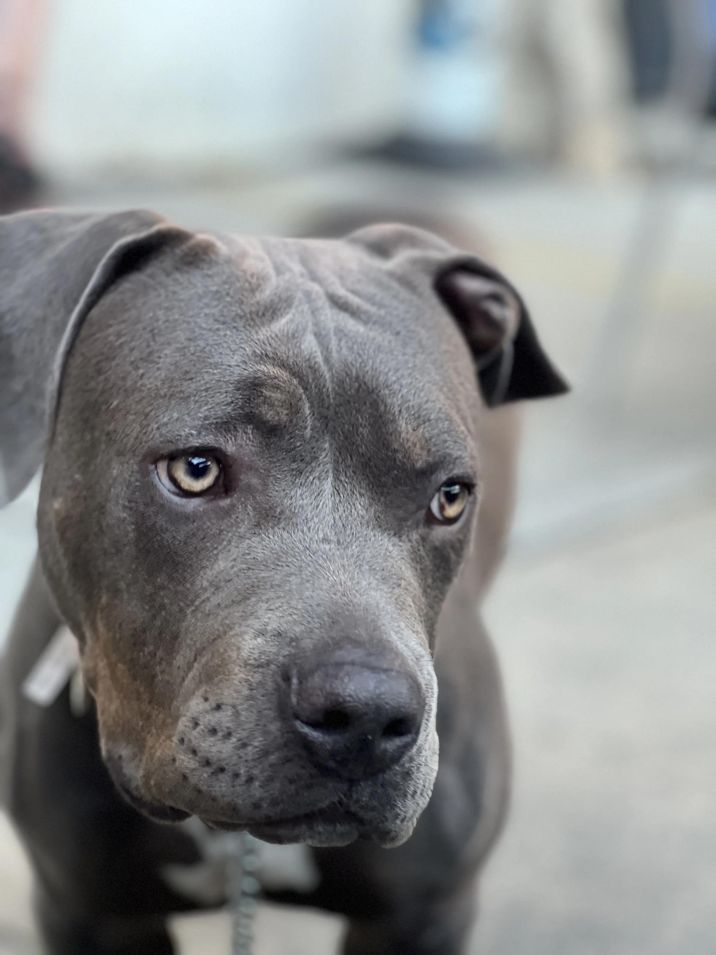 Dexter, Adoptable, Young Male Mixed Breed.