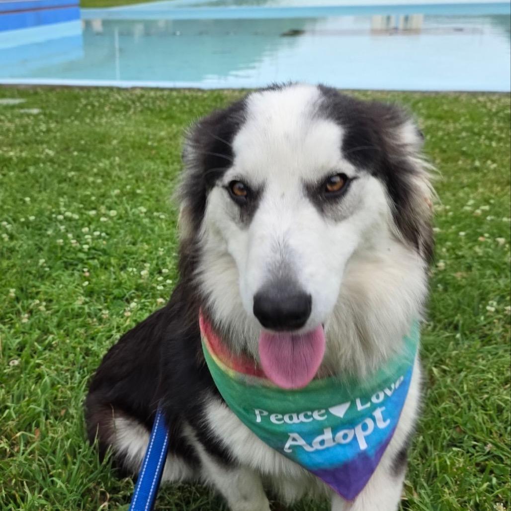 Enlarge Smalls, a Adoptable mixed breed in Ennis, TX image 3/6