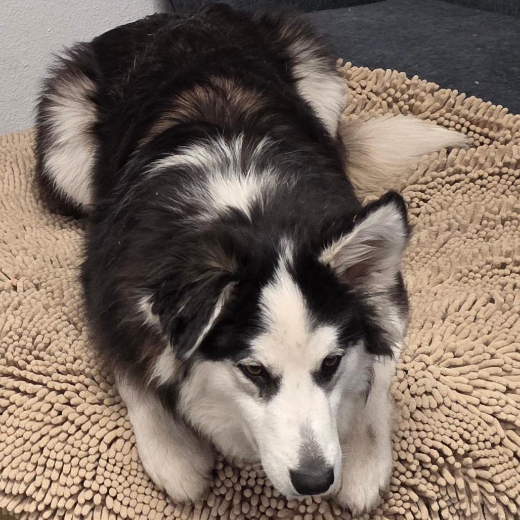 Enlarge Smalls, a Adoptable mixed breed in Ennis, TX image 4/6