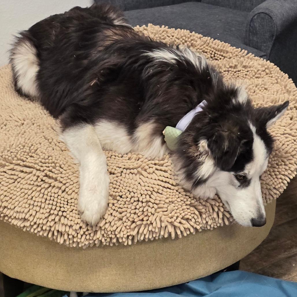 Enlarge Smalls, a Adoptable mixed breed in Ennis, TX image 5/6