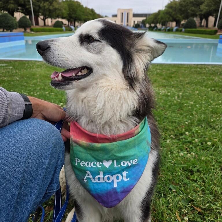 Smalls, Adoptable, Young Male Alaskan Malamute & Great Pyrenees.