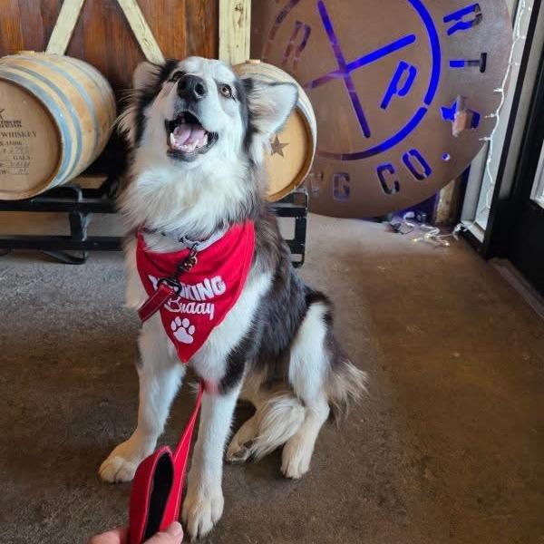 Enlarge Smalls, a Adoptable mixed breed in Ennis, TX image 2/6