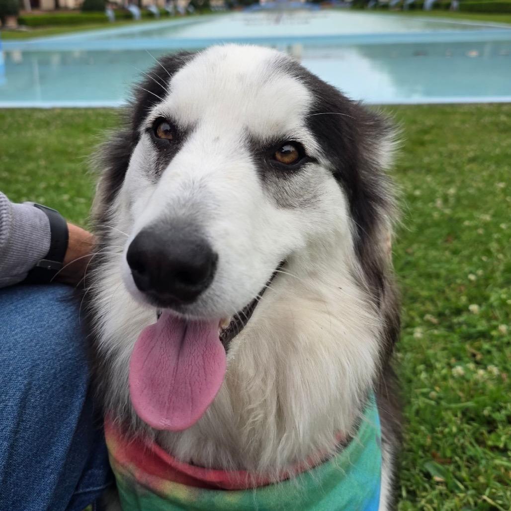 Enlarge Smalls, a Adoptable mixed breed in Ennis, TX image 6/6