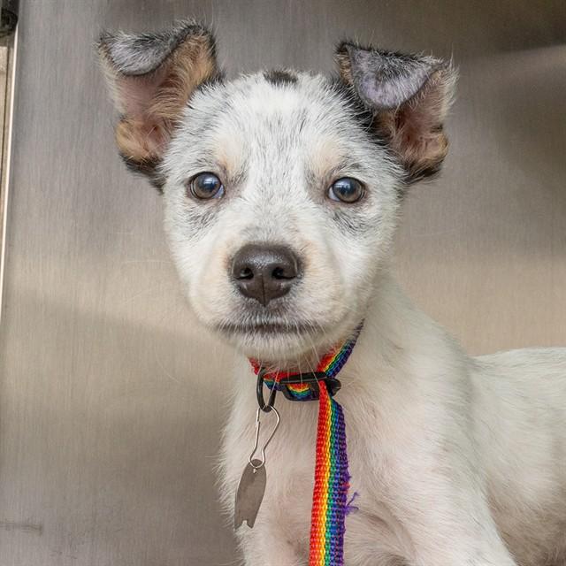 Enlarge ZORRO, a Adoptable mixed breed in Saint Louis, MO image 1/1