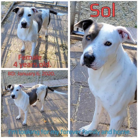 Sol, Adult Female Mixed Breed