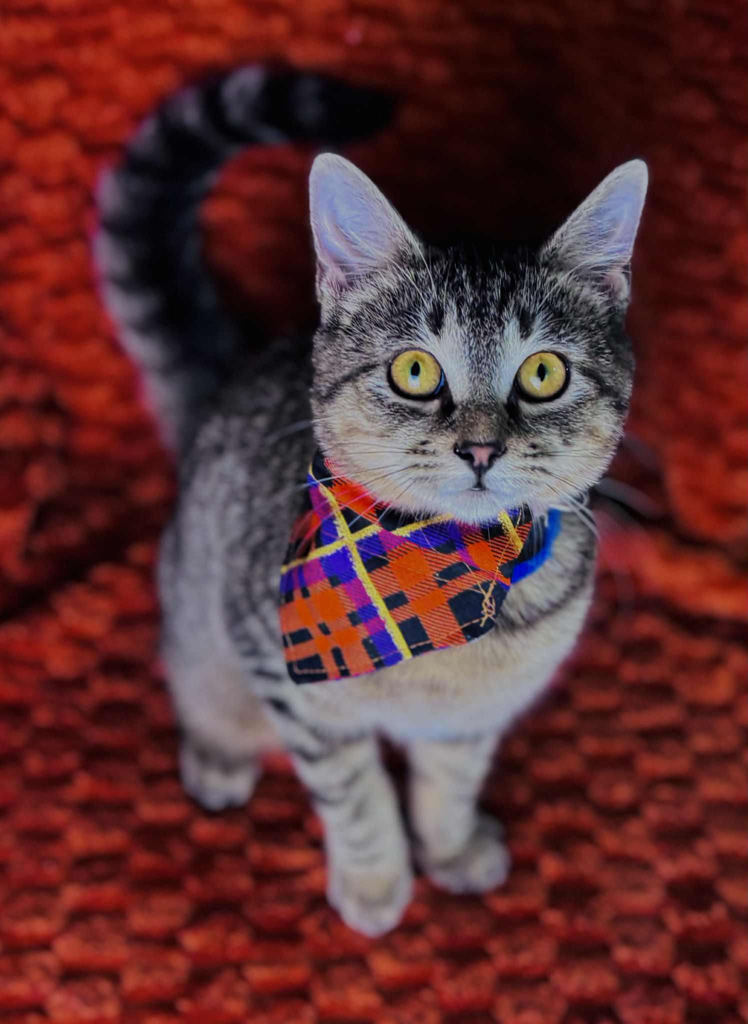 Enlarge Ranch, a Adoptable Domestic Short Hair in Rixeyville, VA image 1/1