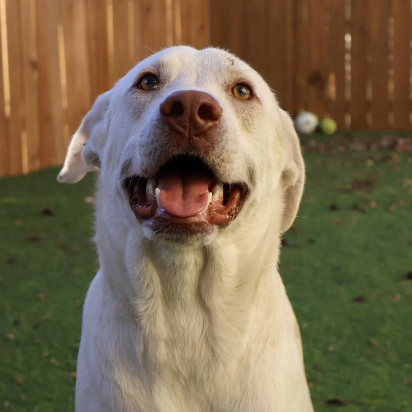 Leopold Jum thumbnail 3