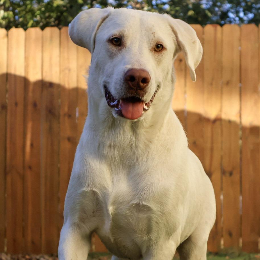 Leopold Jum thumbnail 4