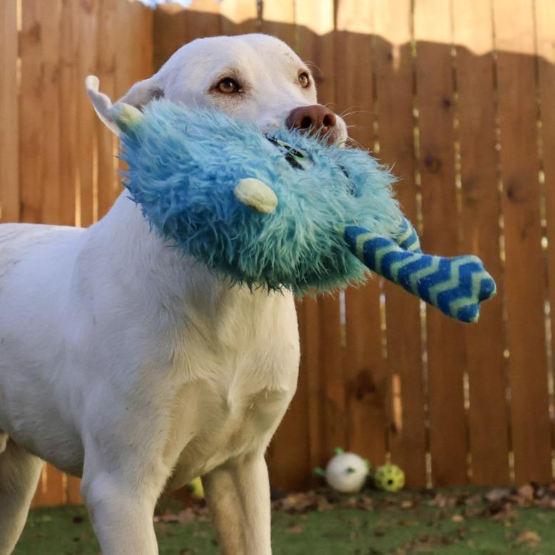 Leopold Jum thumbnail 5