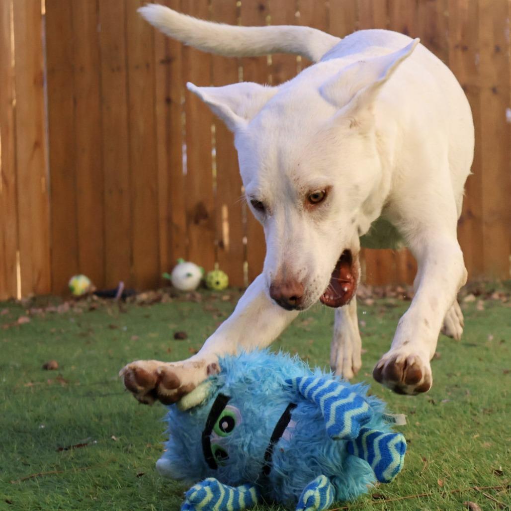 Leopold Jum thumbnail 6