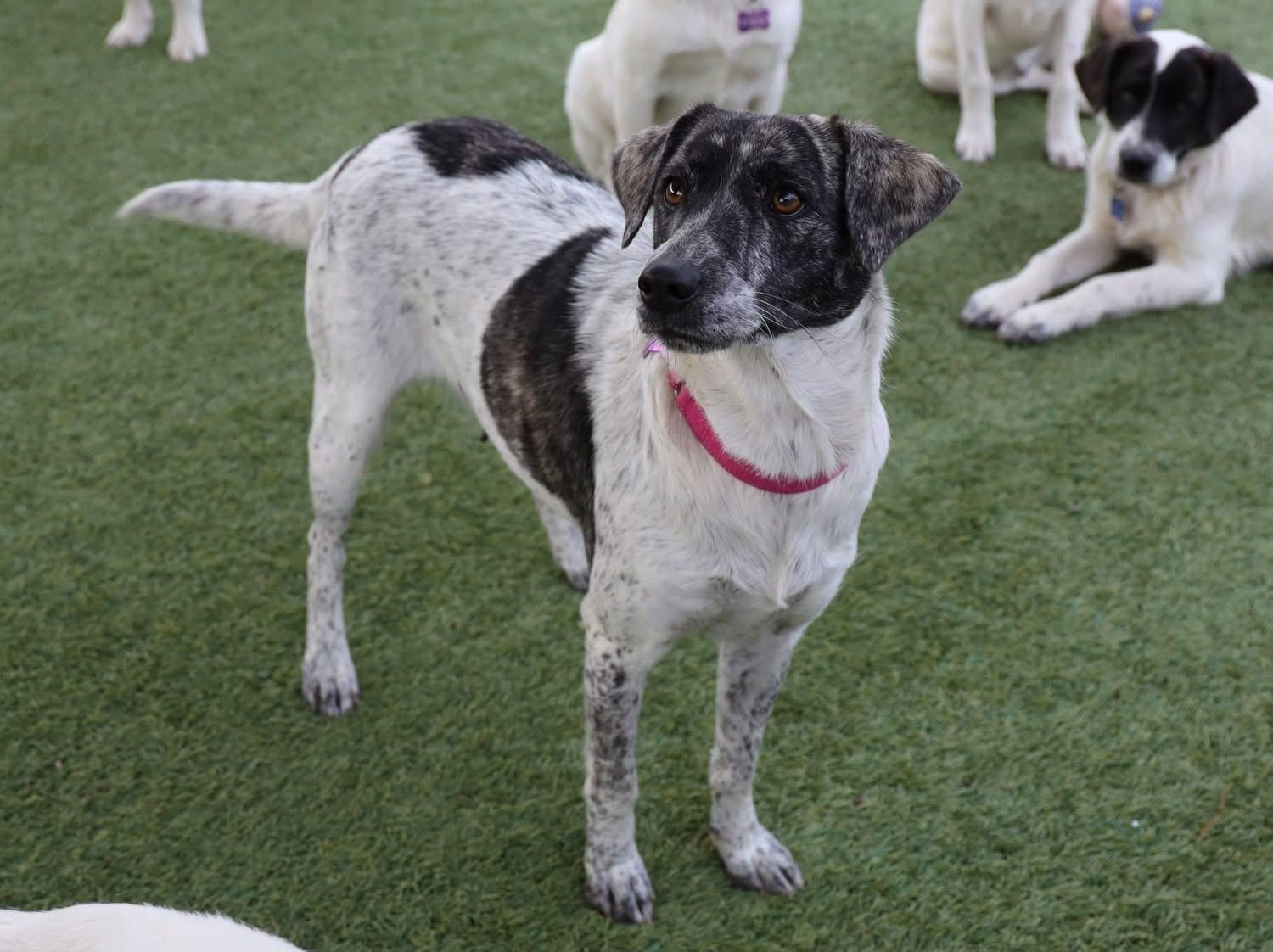 Gwen, ADOPTABLE, Adult Female Catahoula Leopard Dog.