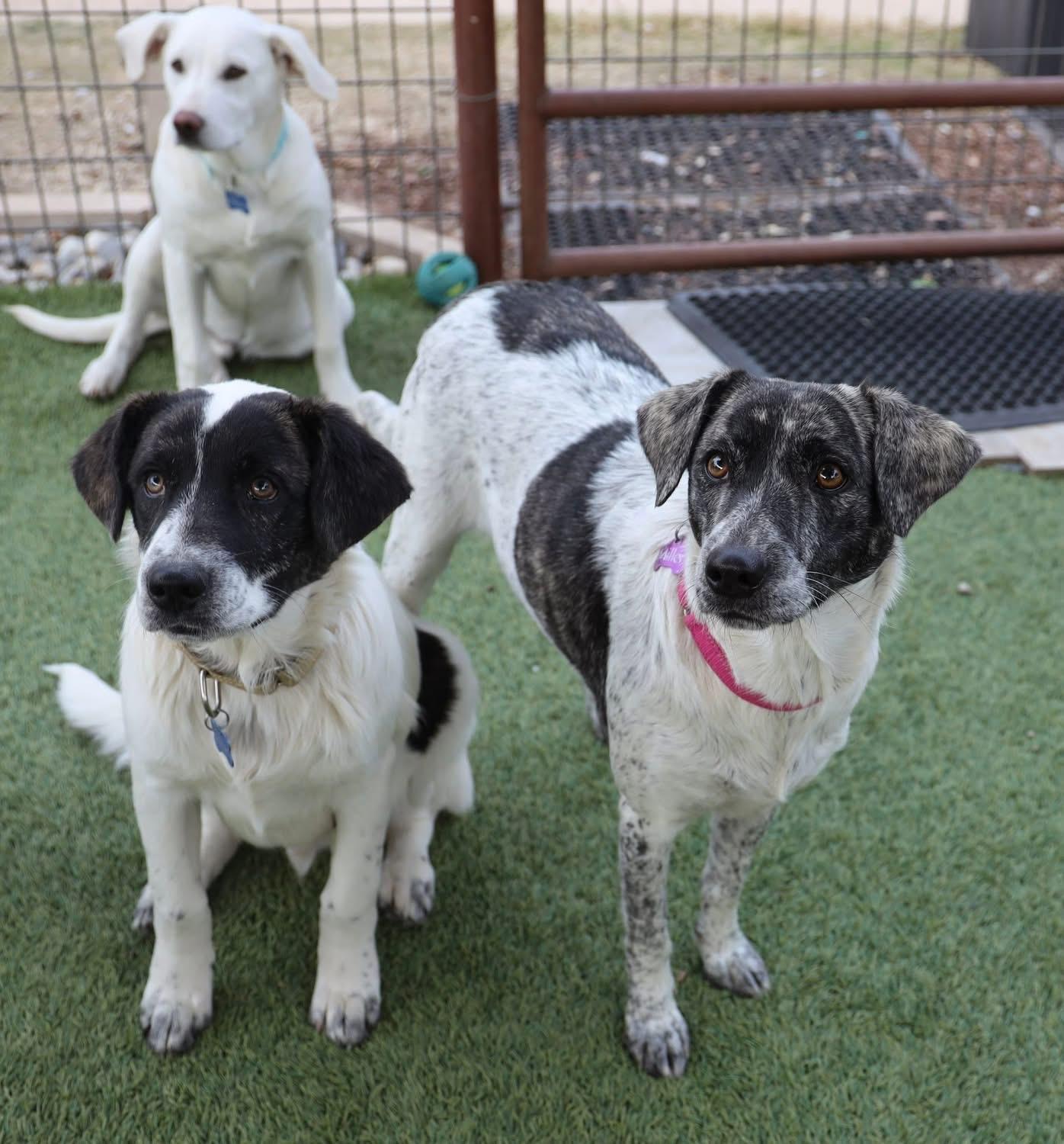 Enlarge Gwen, a ADOPTABLE Catahoula Leopard Dog in Southlake, TX image 2/5