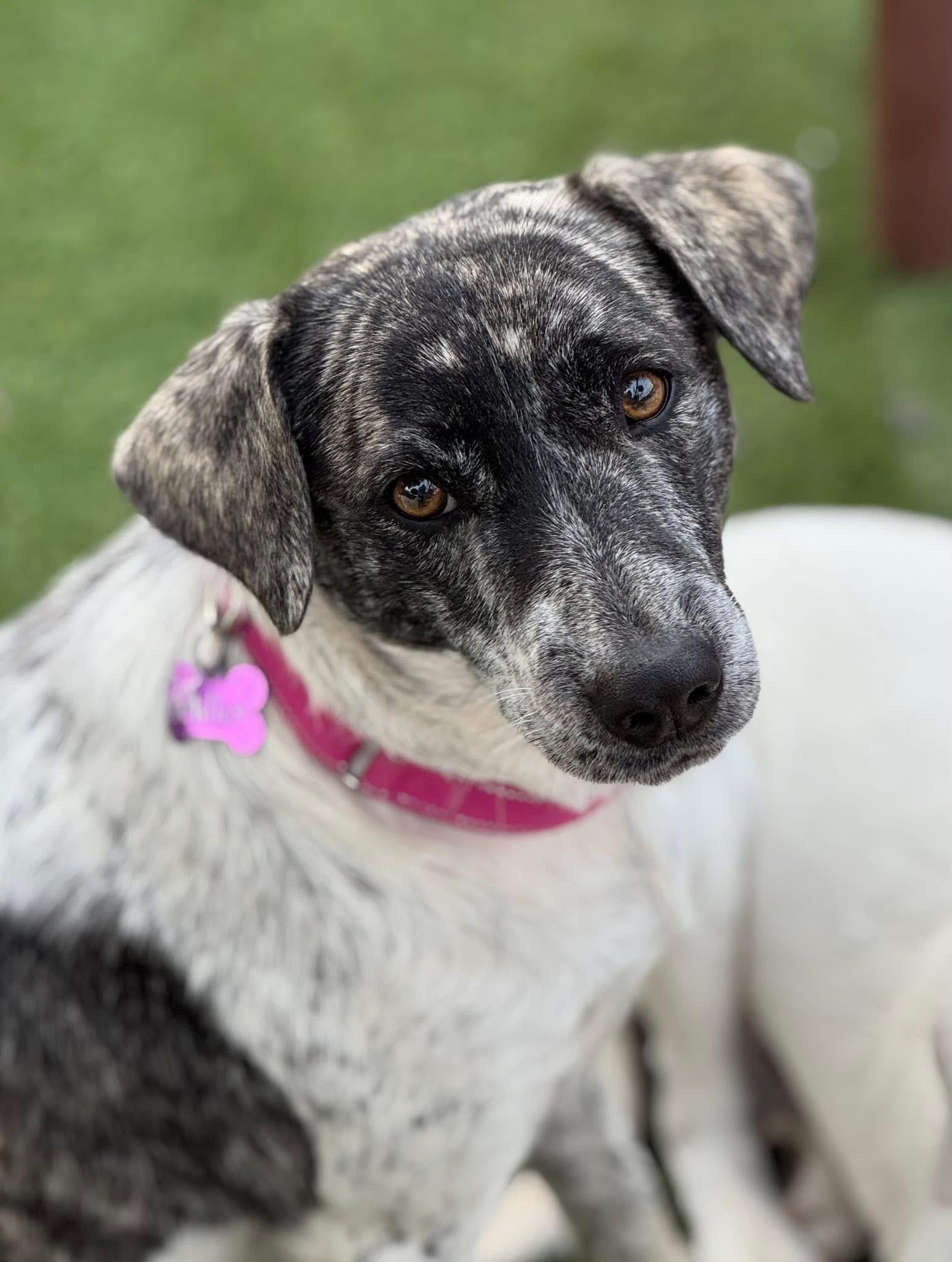 Enlarge Gwen, a ADOPTABLE Catahoula Leopard Dog in Southlake, TX image 3/5