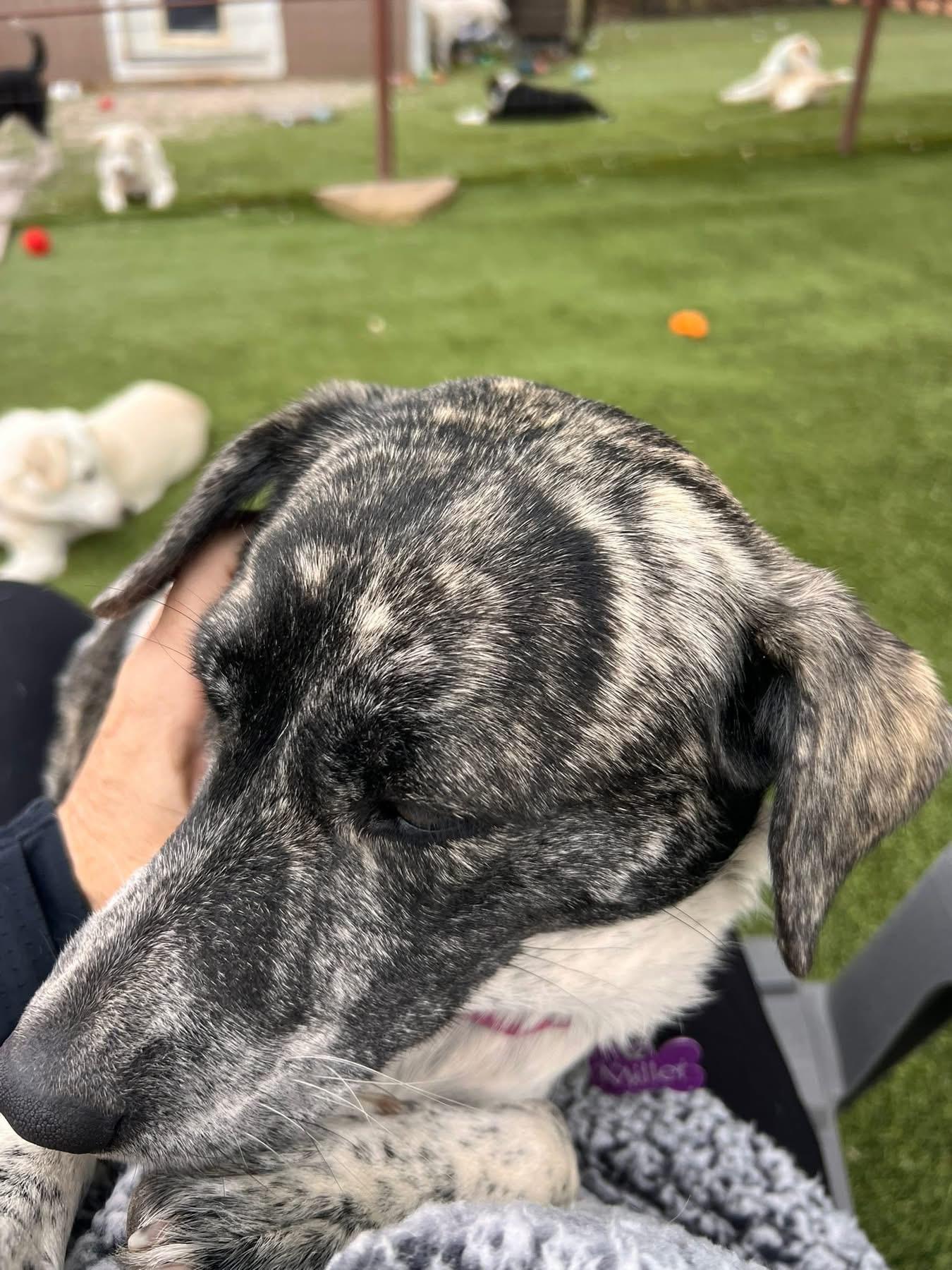 Enlarge Gwen, a ADOPTABLE Catahoula Leopard Dog in Southlake, TX image 4/5