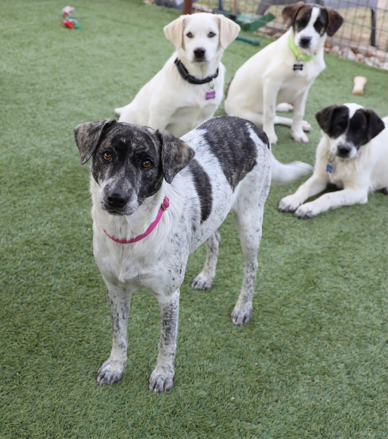 Enlarge Gwen, a ADOPTABLE Catahoula Leopard Dog in Southlake, TX image 5/5
