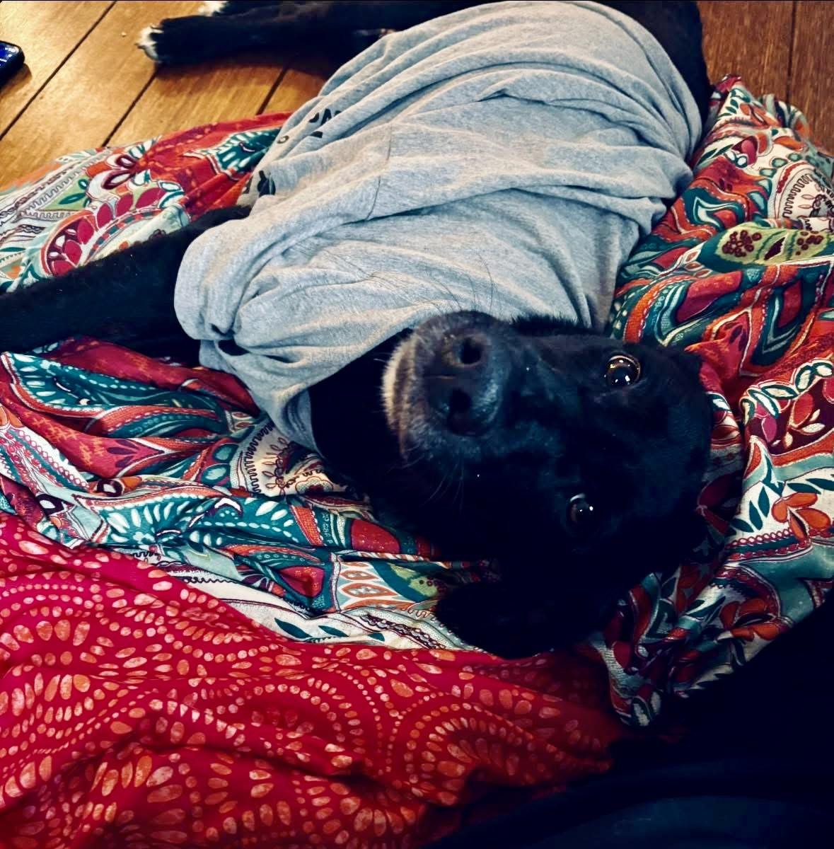 NovaLee, Adopted, Adult Female Labrador Retriever.