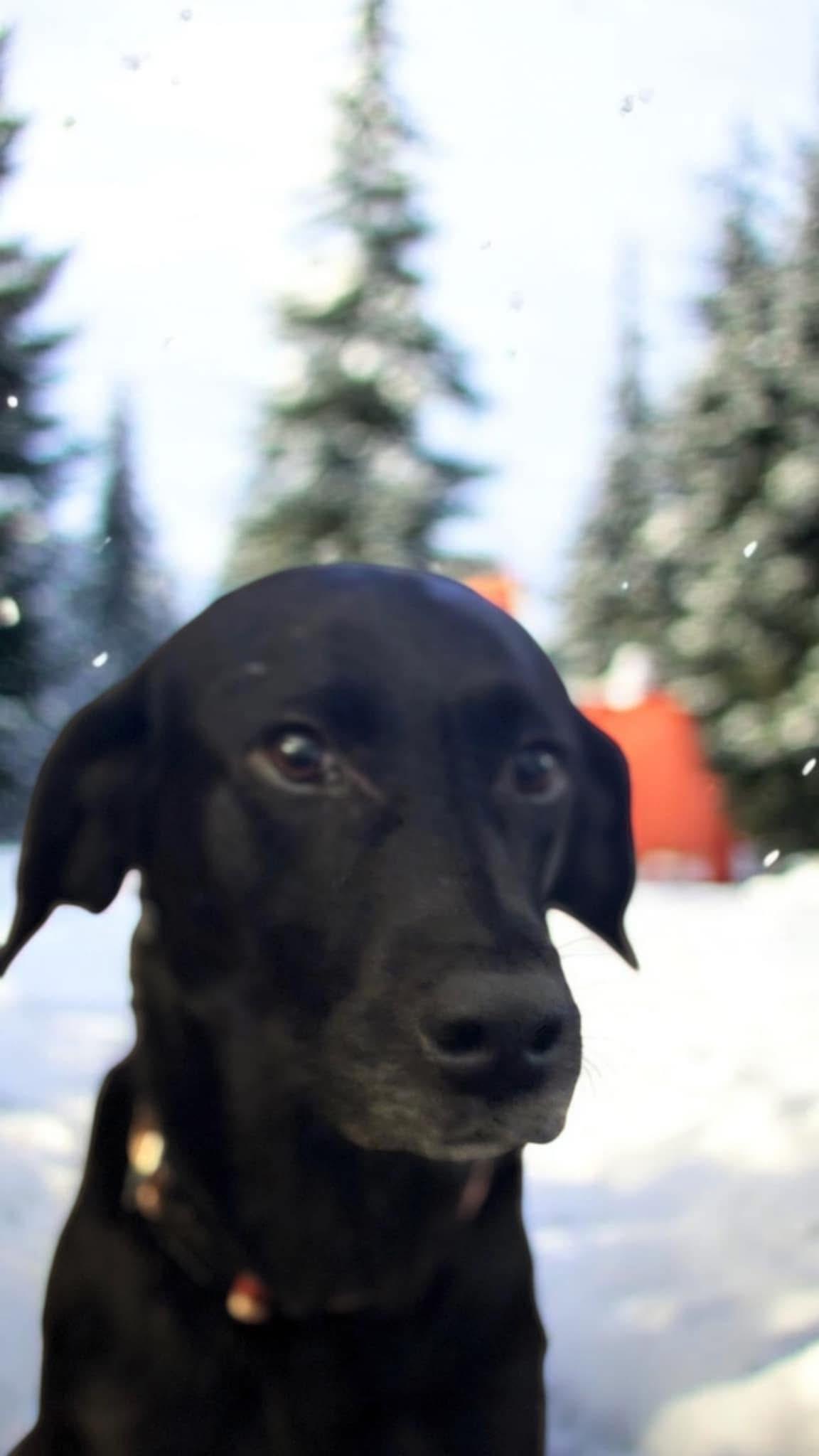 Enlarge NovaLee, a Adopted mixed breed in Berlin, NJ image 2/3