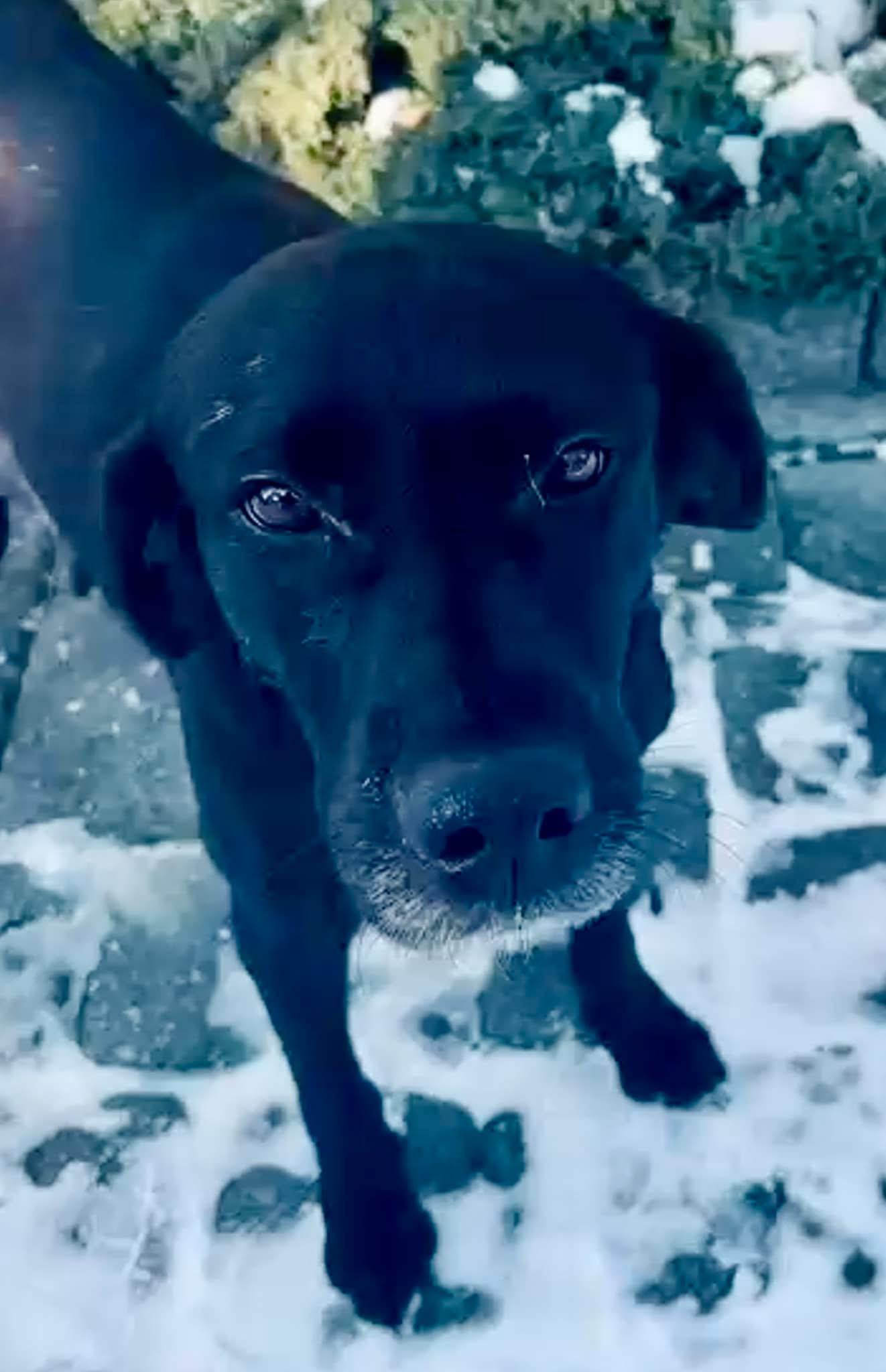 Enlarge NovaLee, a Adopted mixed breed in Berlin, NJ image 3/3