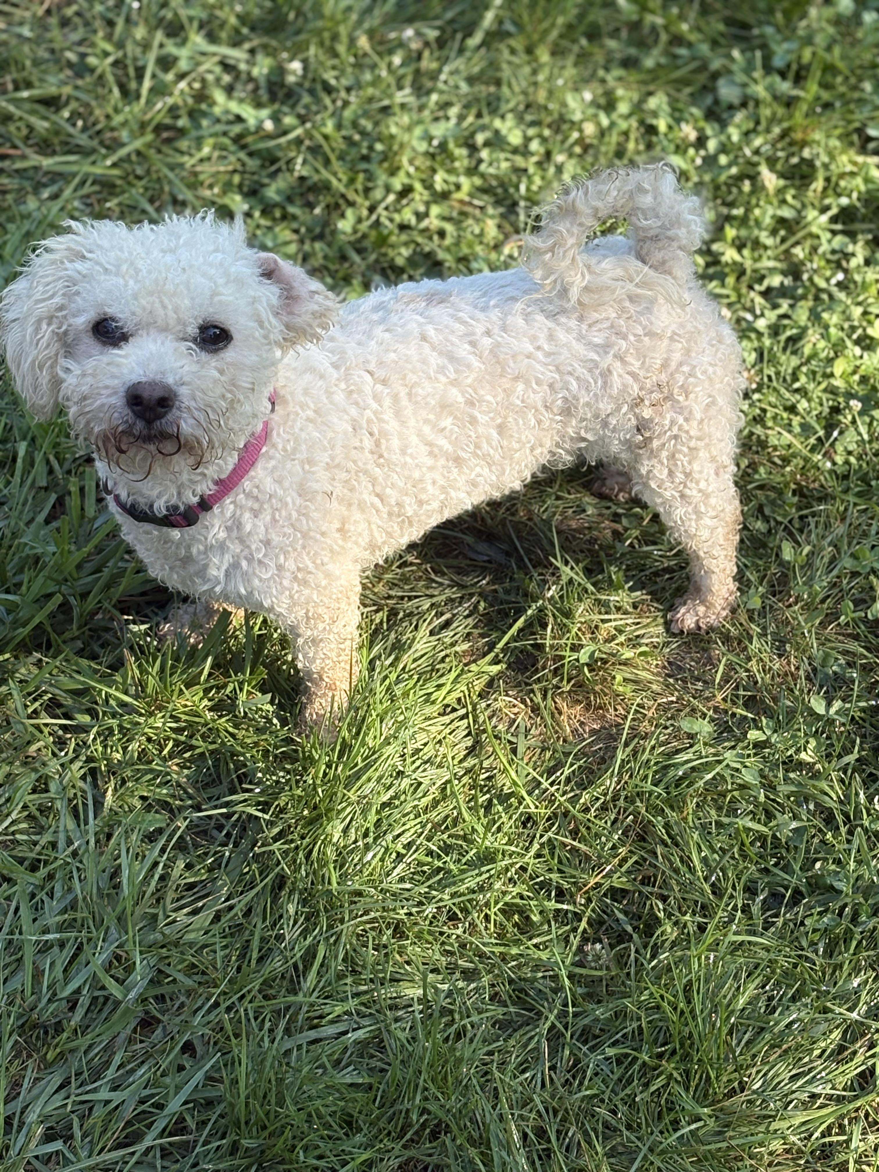 Sofie, Adopted, Adult Female Bichon Frise.