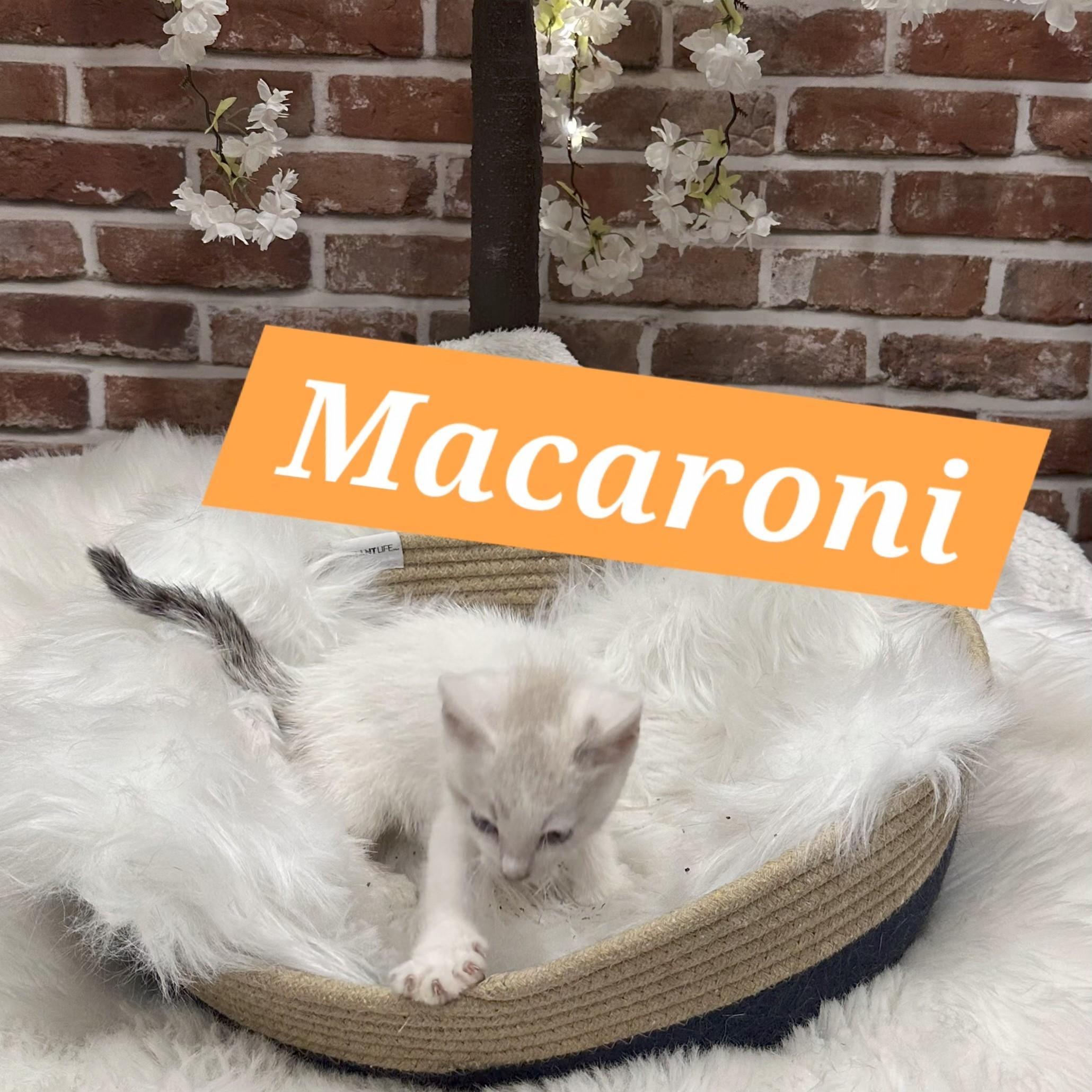 Enlarge Macaroni, an adoptable Domestic Short Hair in Greenwood, IN image 2/3