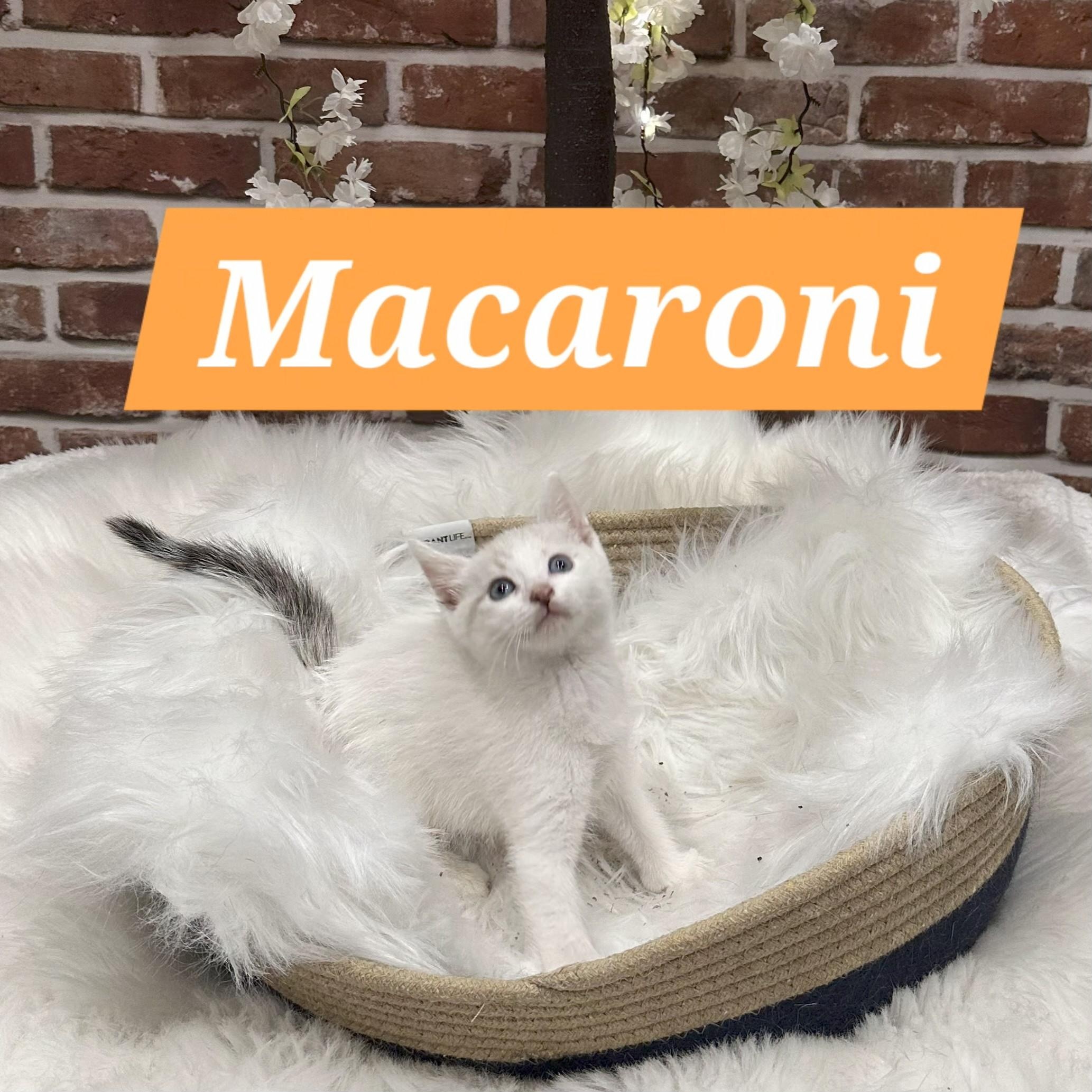 Enlarge Macaroni, an adoptable Domestic Short Hair in Greenwood, IN image 1/3