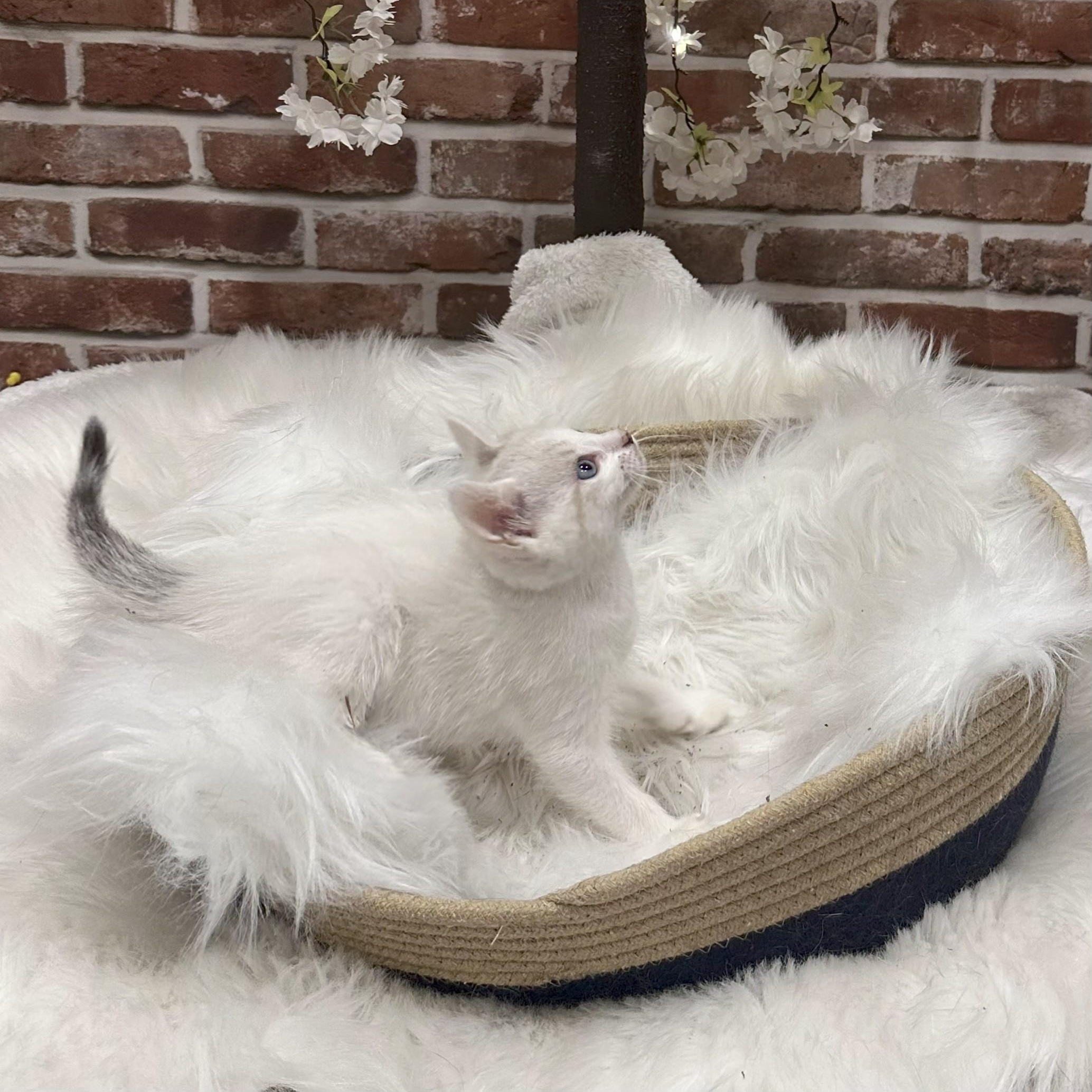 Enlarge Macaroni, an adoptable Domestic Short Hair in Greenwood, IN image 3/3