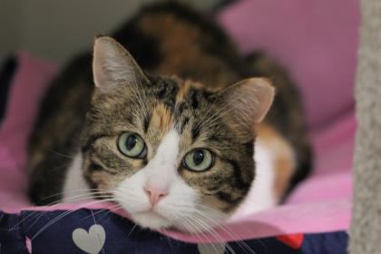 Maggie, Adoptable, Senior Female Domestic Short Hair & Domestic Short Hair.