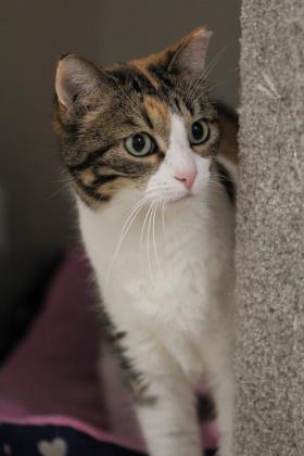 Maggie, a Adoptable Domestic Short Hair in Hastings, MN image 2/3