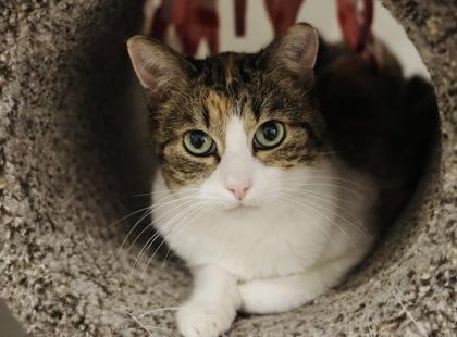 Enlarge Maggie, a Adoptable Domestic Short Hair in Hastings, MN image 3/3