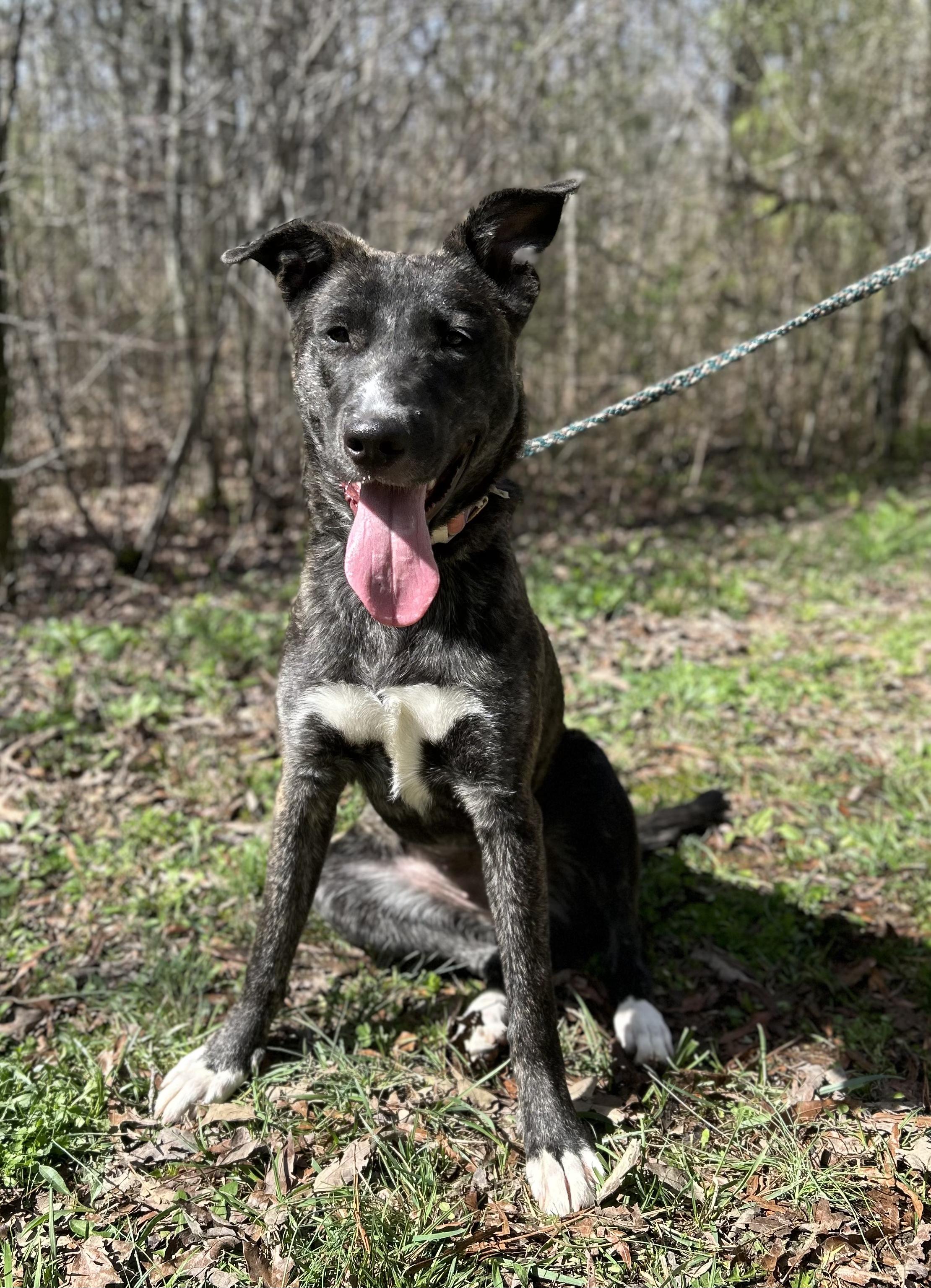 Enlarge Amelia, a ADOPTABLE Mixed Breed in Manchester, TN image 2/3