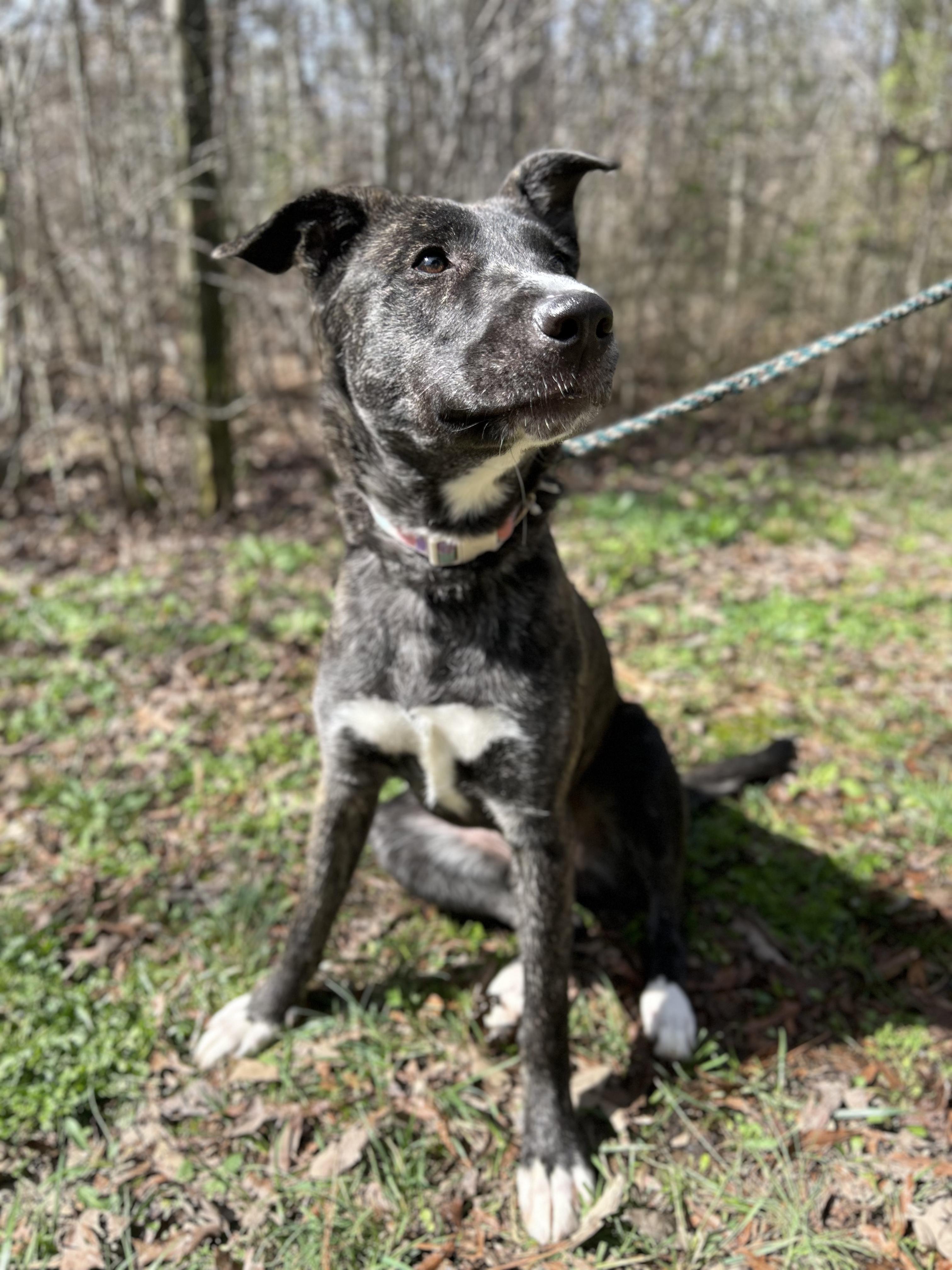Enlarge Amelia, a ADOPTABLE Mixed Breed in Manchester, TN image 3/3