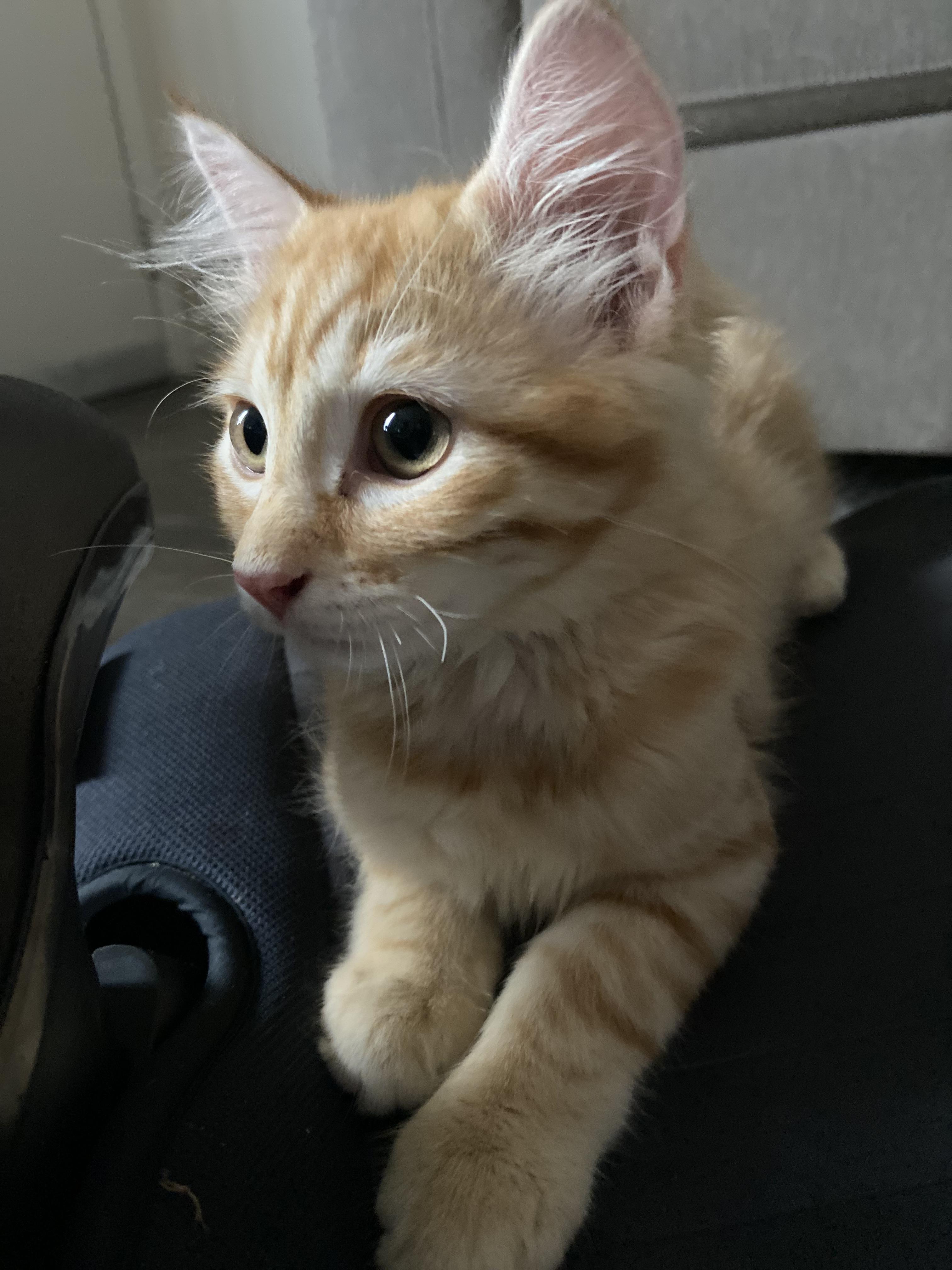 Nugget, a Adopted Domestic Medium Hair in Salinas, CA image 2/5