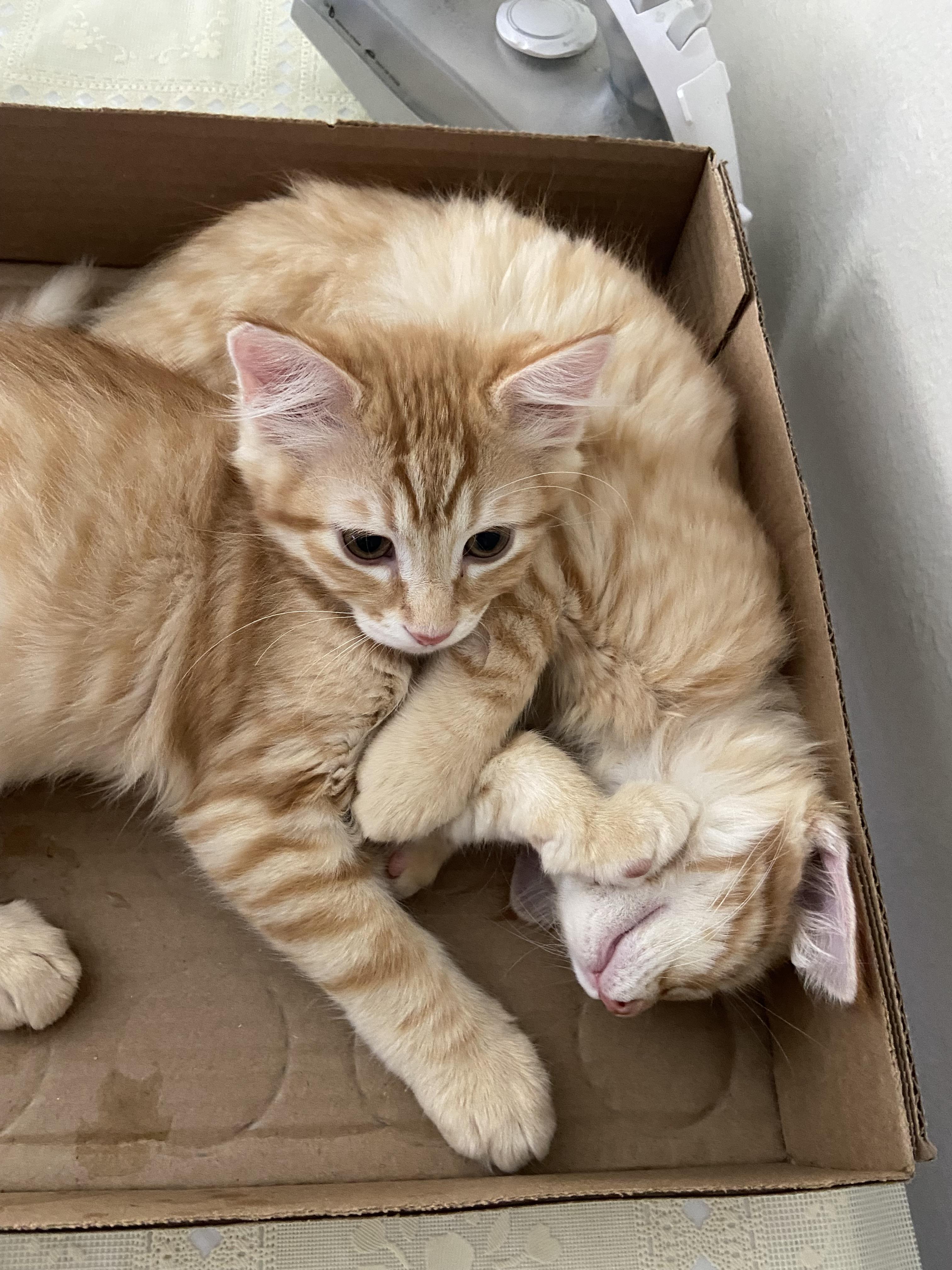 Nugget, a Adopted Domestic Medium Hair in Salinas, CA image 3/5