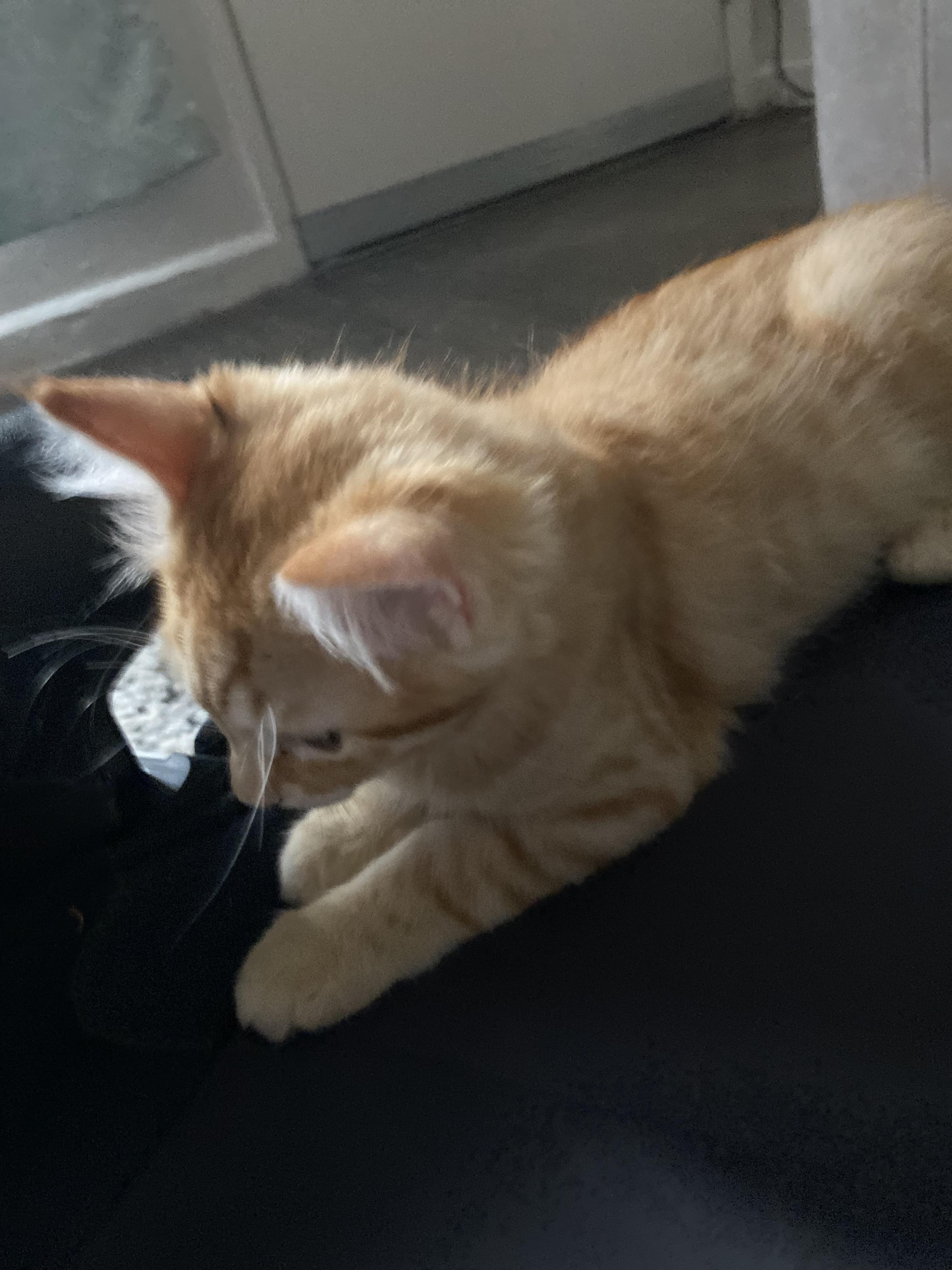 Nugget, a Adopted Domestic Medium Hair in Salinas, CA image 4/5