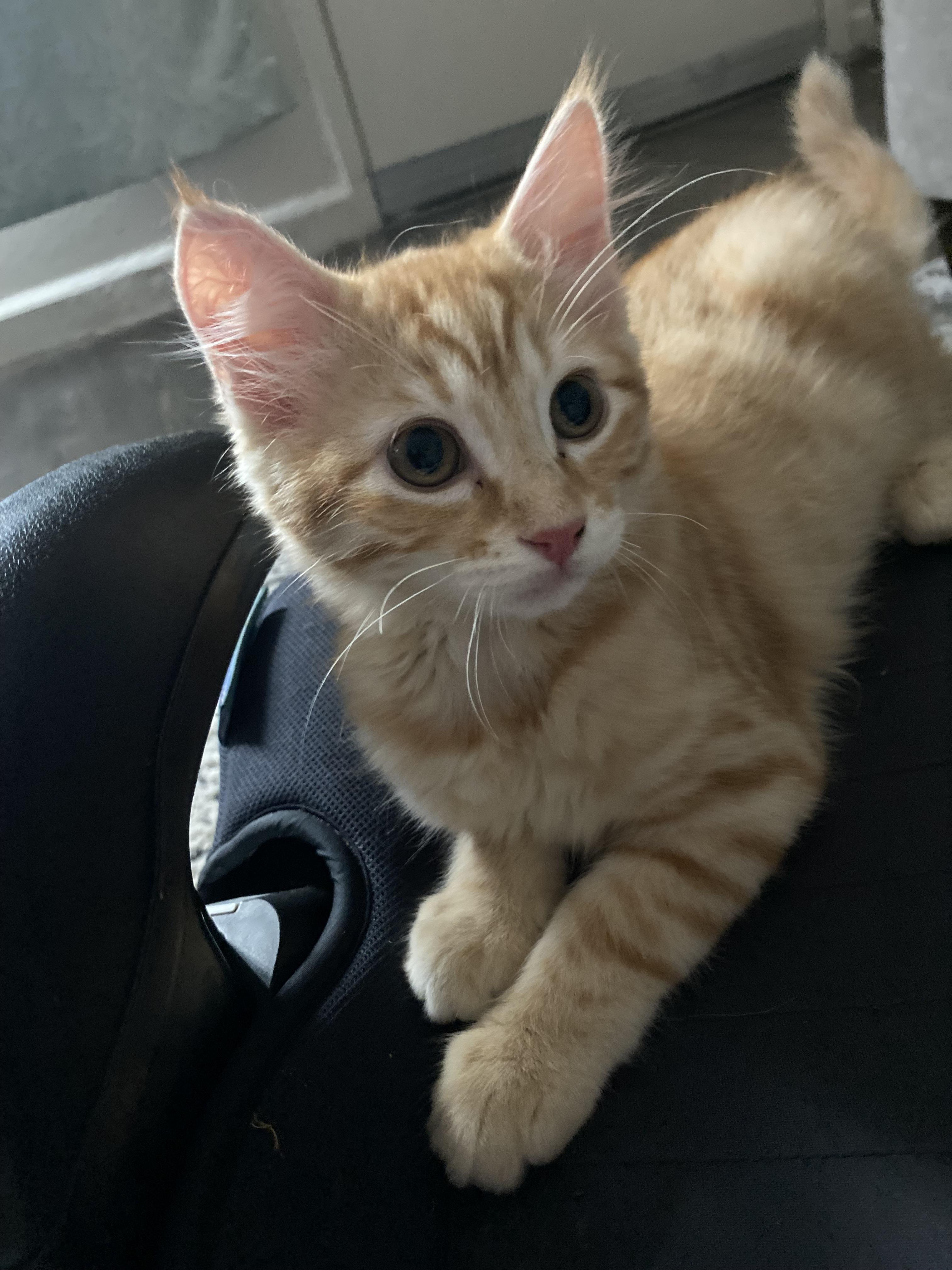 Nugget, a Adopted Domestic Medium Hair in Salinas, CA image 1/5