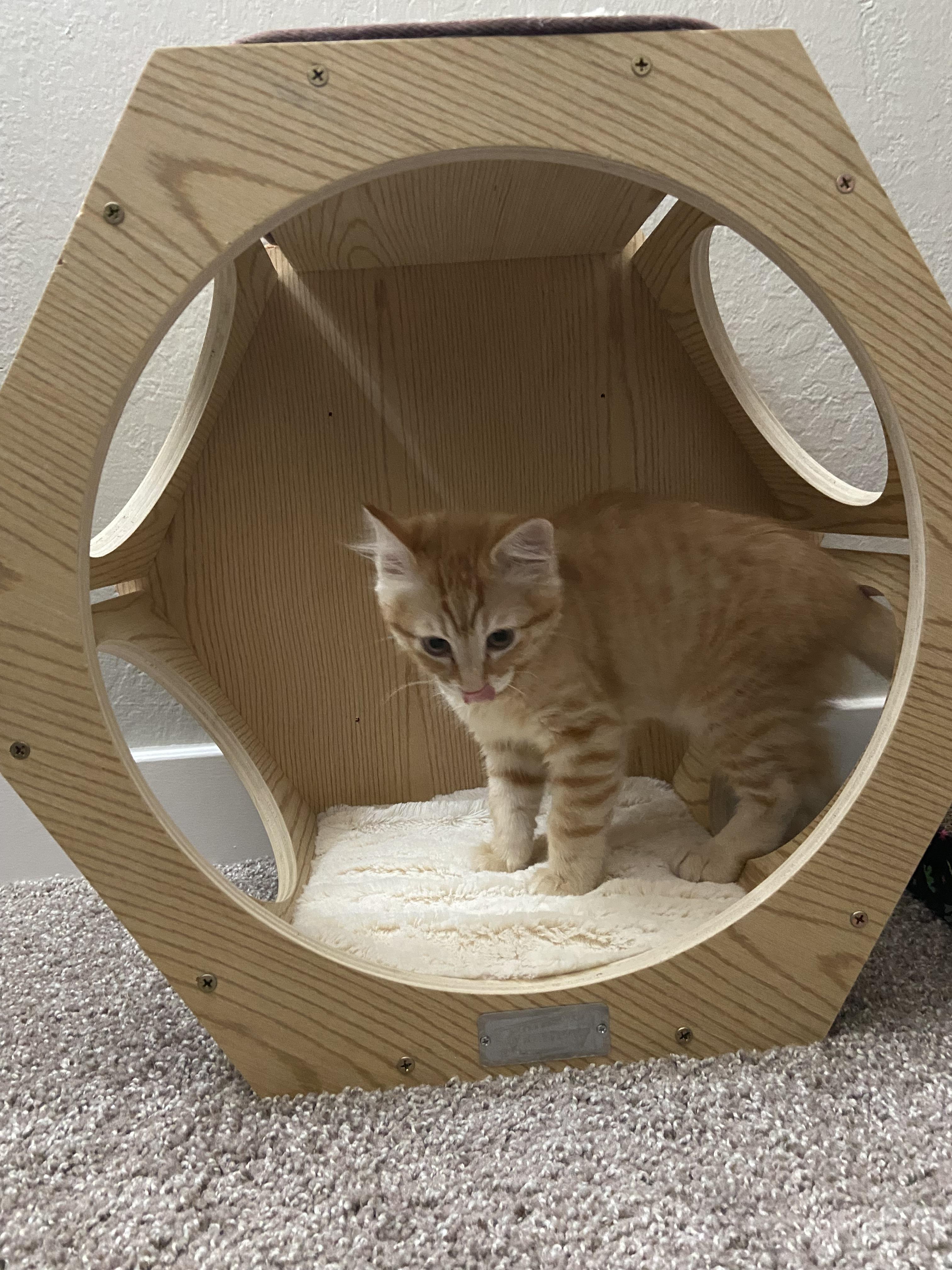 Nugget, a Adopted Domestic Medium Hair in Salinas, CA image 5/5