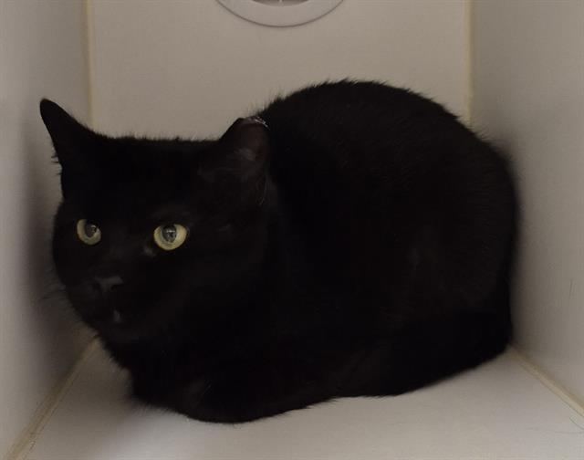 LUNA, Adoptable, Young Female Domestic Short Hair.